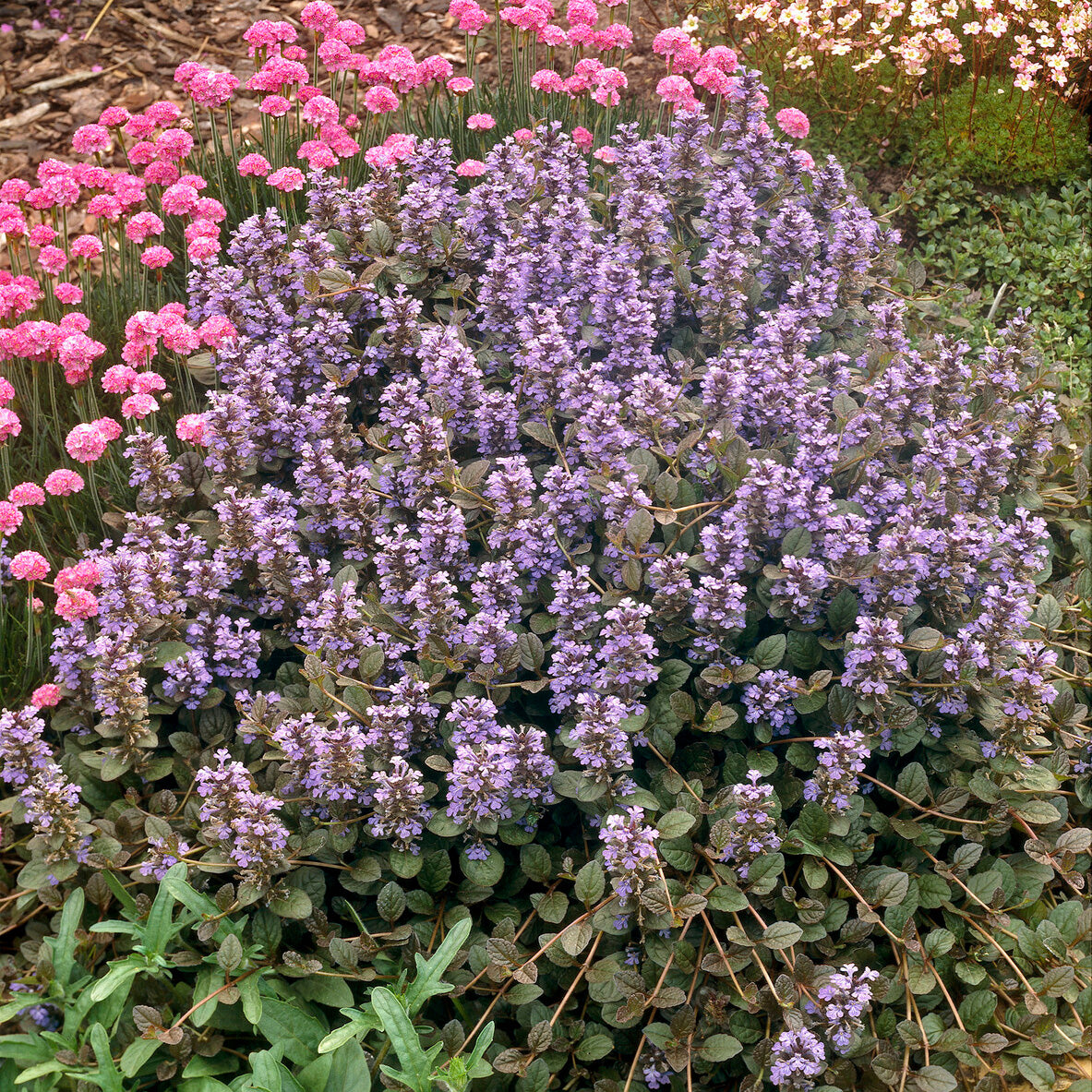 Ajuga reptans Atropurpurea - 3 Bugles rampantes Atropurpurea - Bugle