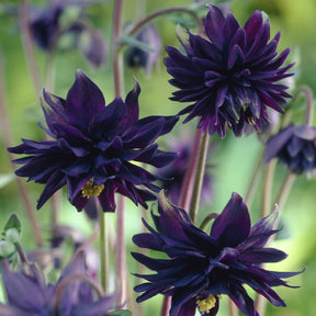 Ancolie des jardins Black Barlow - Aquilegia vulgaris Black Barlow - Willemse