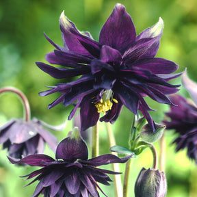 Aquilegia vulgaris Black Barlow - Ancolie des jardins Black Barlow - Ancolie