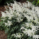 Astilbe d'Arends Brautschleier - Willemse