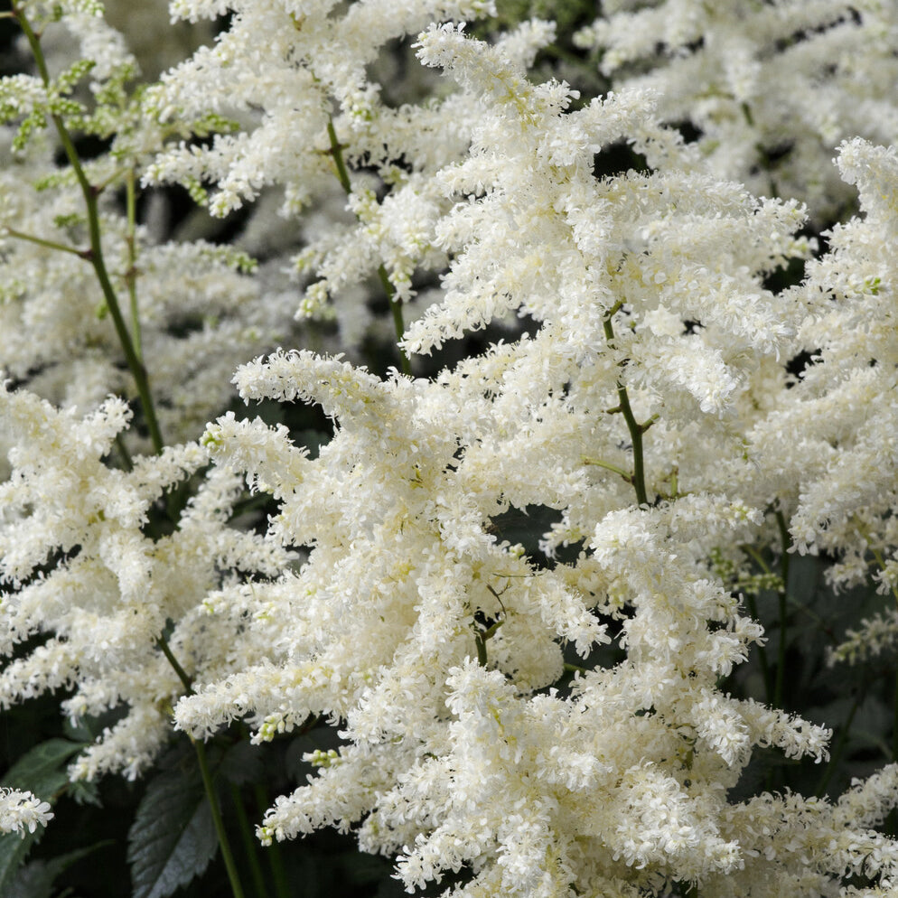 Vente Astilbe d'Arends Brautschleier - Astilbe x arendsii Brautschleier