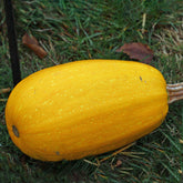 Courgette Spaghetti végétal - Cucurbita pepo spaghetti végétal - Graines de fruits et légumes