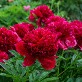 Pivoine Red Charm - Willemse