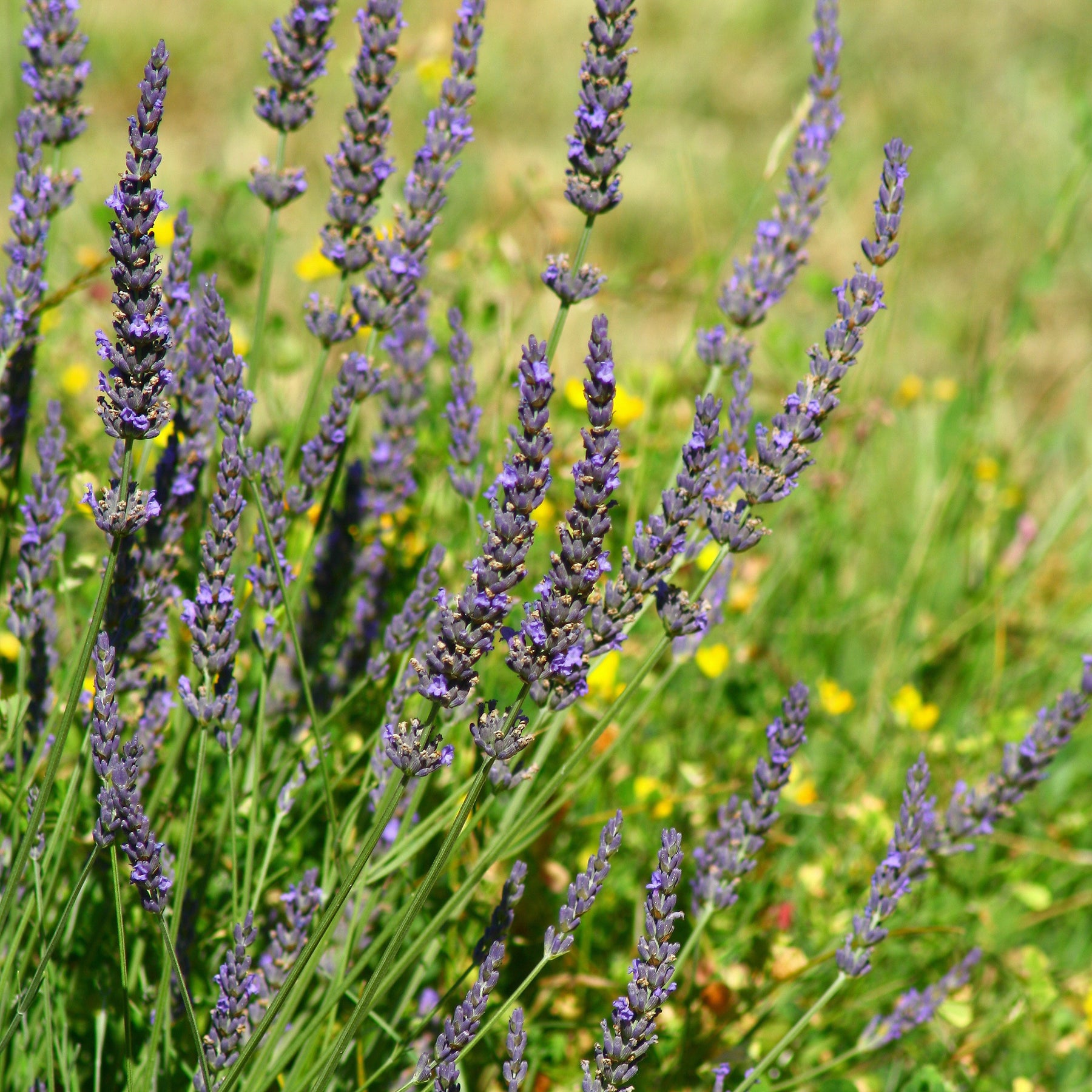 Lavande de Grasse - Lavandula angustifolia Grosso - Plantes vivaces