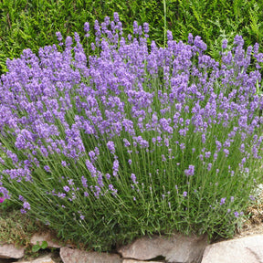 Lavande de Grasse - Lavandula angustifolia Grosso - Lavandes