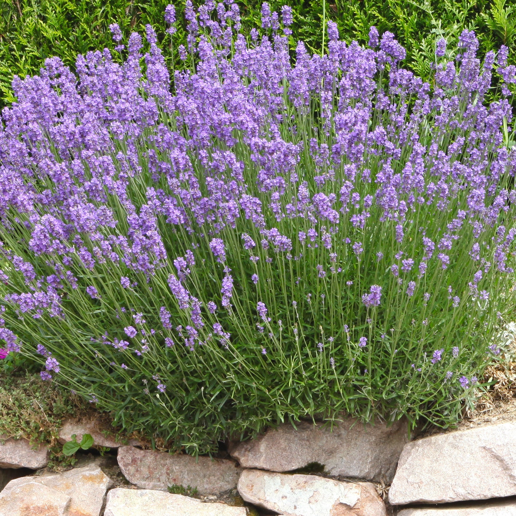 Lavande de Grasse - Lavandula angustifolia Grosso - Lavandes