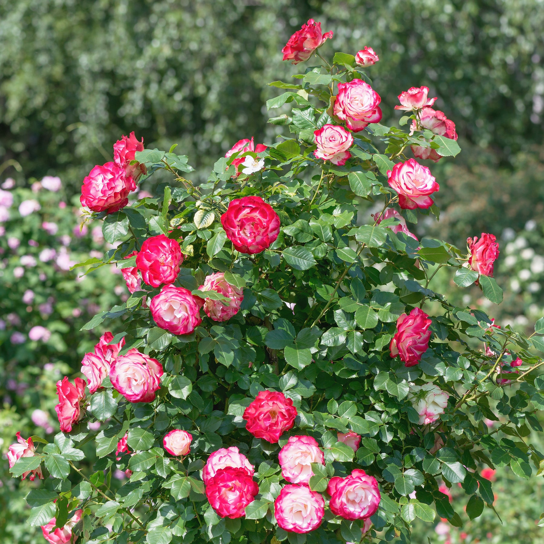 Rosiers arbustifs - Rosier buisson Double Delight - Rosa Double Delight