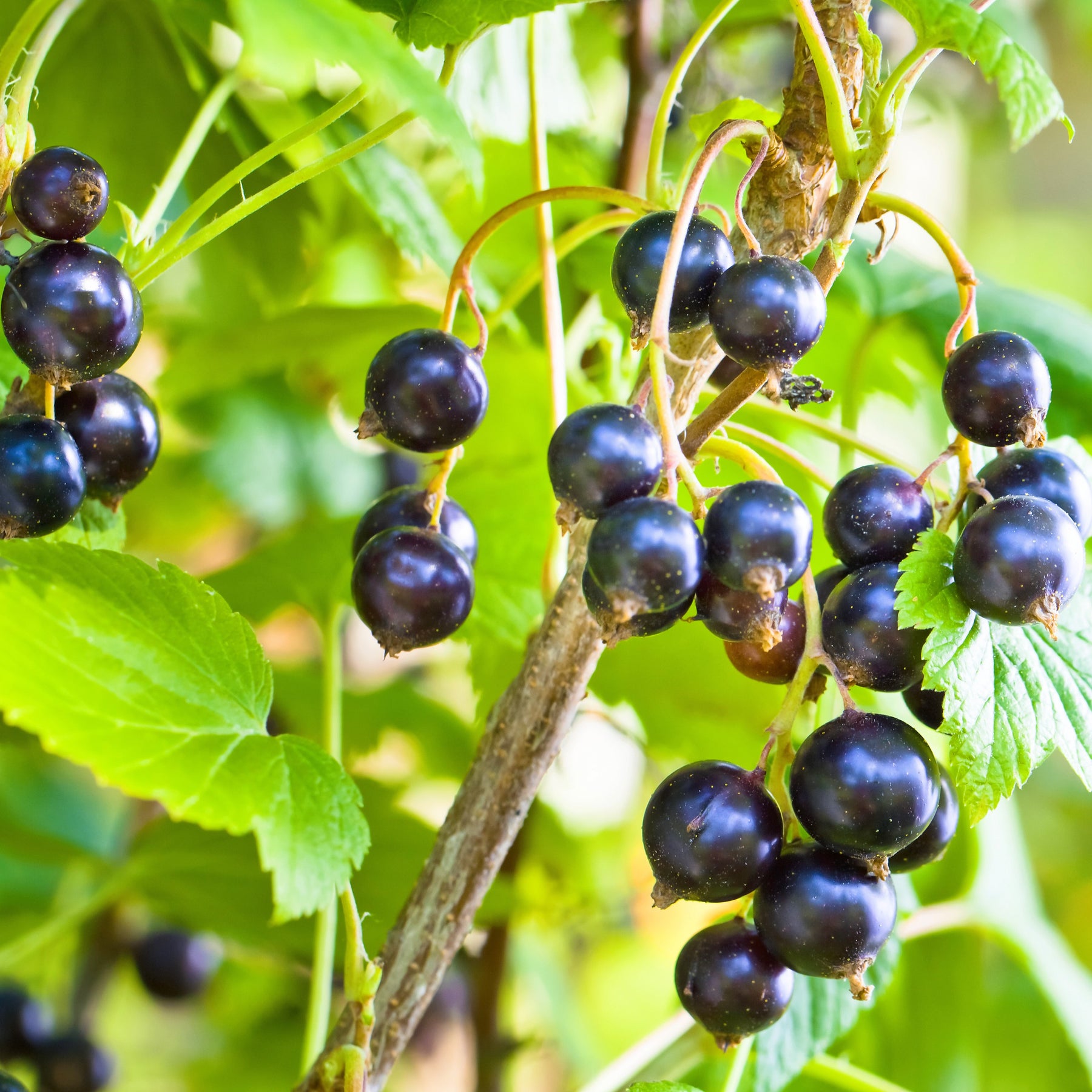 Cassissier à gros fruits Andega - Willemse