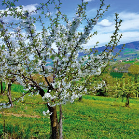 Cerisier Bigarreau Van - Prunus avium Van - Willemse