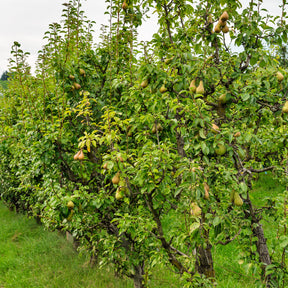 Poirier - Poirier Conférence - Pyrus communis Conférence