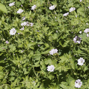 3 Géraniums vivaces striés - Geranium oxonianum katharine adèle - Plantes vivaces