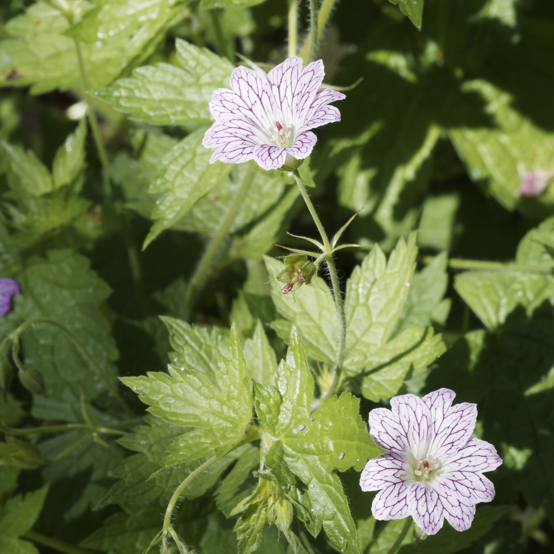 3 Géraniums vivaces striés - Geranium oxonianum katharine adèle - Plantes