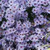 3 Asters Wood's light blue - Willemse