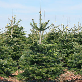 Sapin de Noël naturel Nordmann 125/ 150 cm livré avec sa bûche - Abies nordmanniana - Arbres