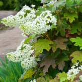 Hortensia à feuilles de chêne - Willemse