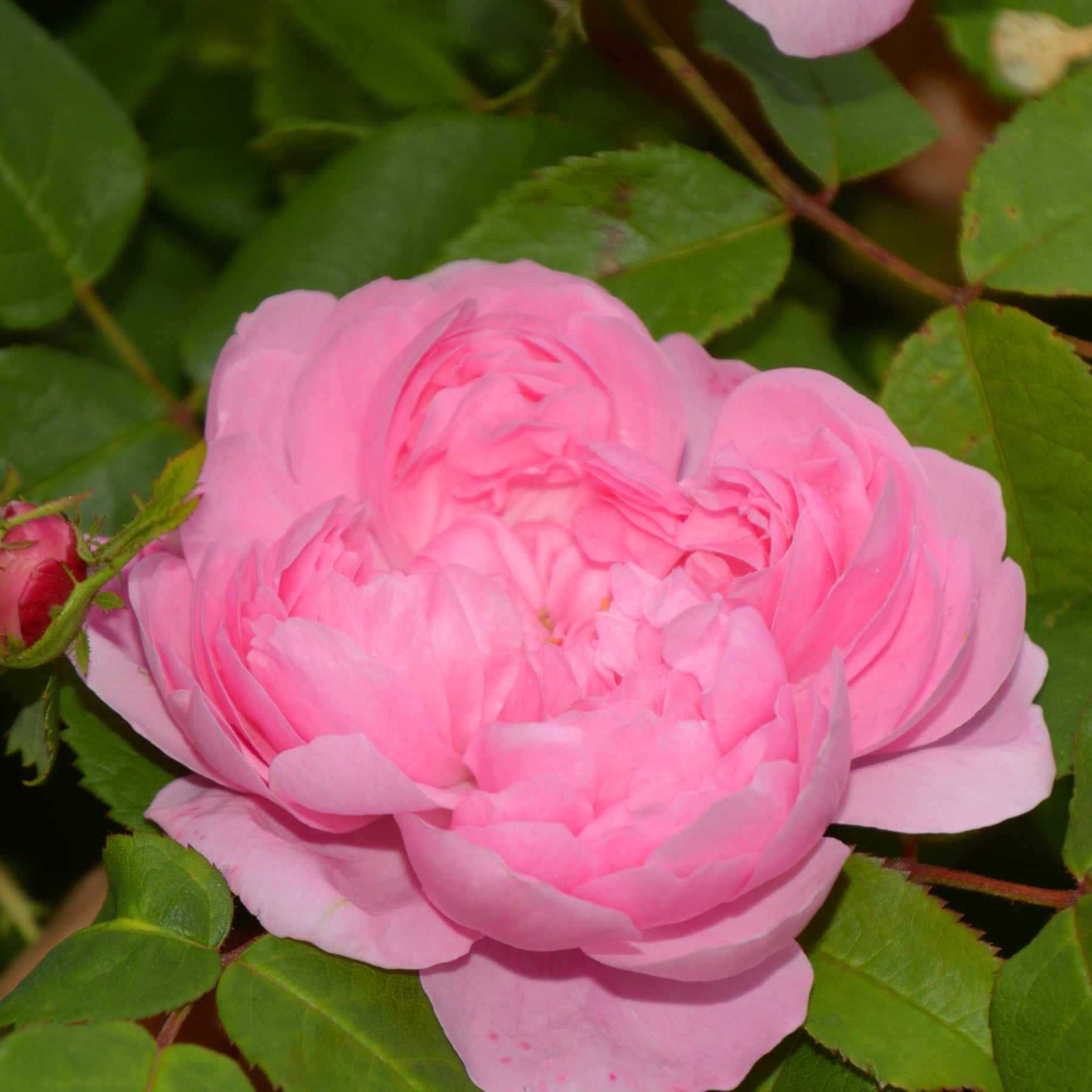 Rosier Comte de Chambord - Rosa comte de chambord