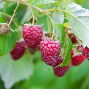 Rubus idaeus marastar ®, sumo 2, fallgold - Collection de 6 Framboisiers : Sumo 2, FallGold, Marastar - Collections de fruitiers