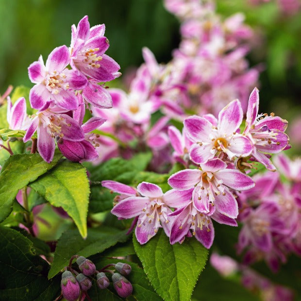 Deutzia Champ de fraise - Willemse