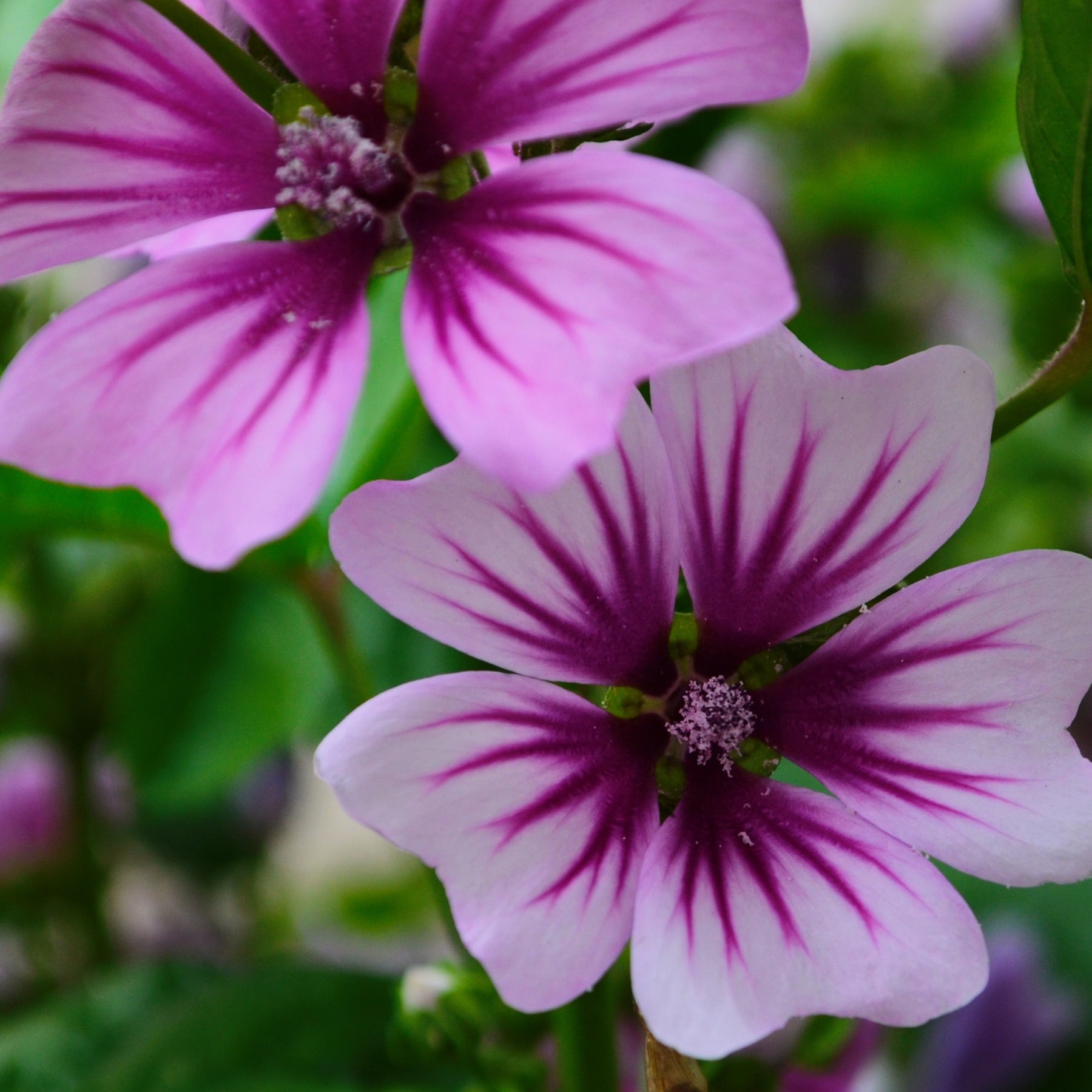 2 Mauves zébrées - Malva sylvestris zebrina - Plantes vivaces