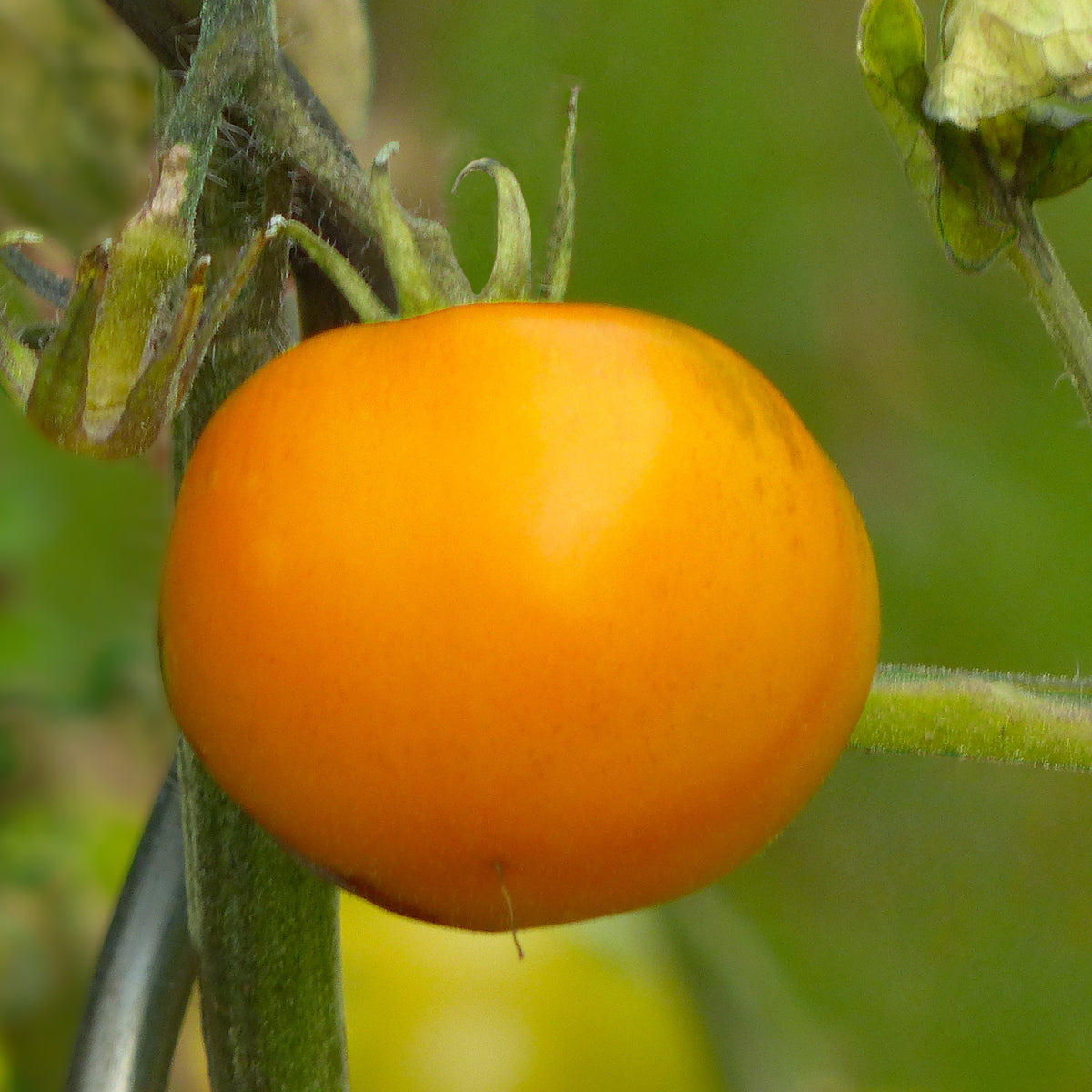 3 Plants de Tomate Orange Queen - Solanum lycopersicum orange queen - Potager