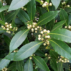 Plant de Laurier sauce - Laurus nobilis - Willemse