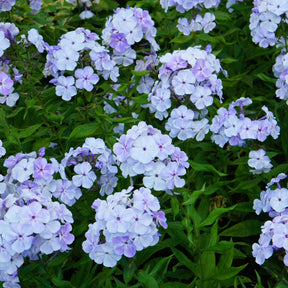 3 Phlox rouge, bleu, blanc en mélange - Phlox paniculata - Plantes vivaces