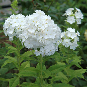 3 Phlox rouge, bleu, blanc en mélange - Phlox paniculata