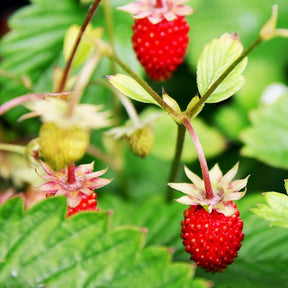 Fraisier des bois Baron Solemacher - Fragaria vesca ruegen - Willemse