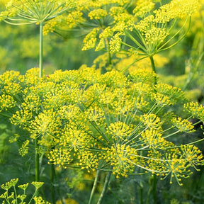 Aneth Bouquet Bio - Anethum graveolens - Willemse