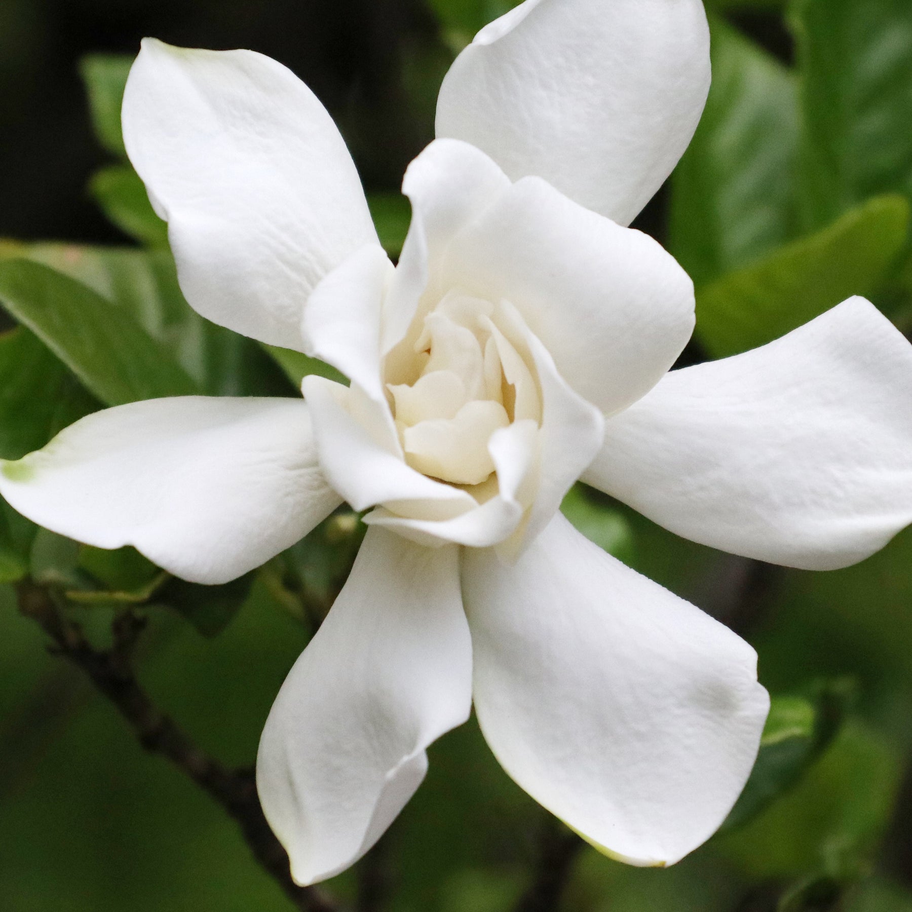 Gardénia Celestial Star - Gardenia celestial star® 'ps-2013-4' - Plantes