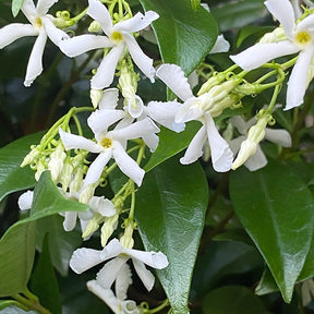 Collection de 2 Jasmin étoilé rose et blanc - Trachelospermum jasminoides - Willemse