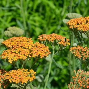 Achillée Terracotta - Achillea hybride terracotta - Plantes vivaces