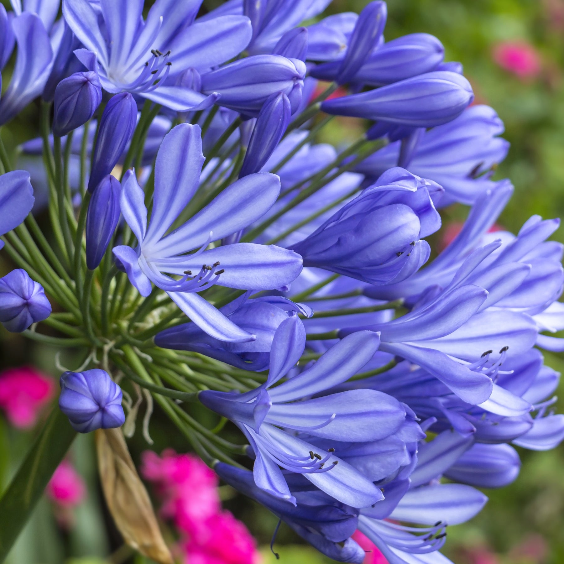 Agapanthe African Queen - Agapanthus africanus - Plantes vivaces