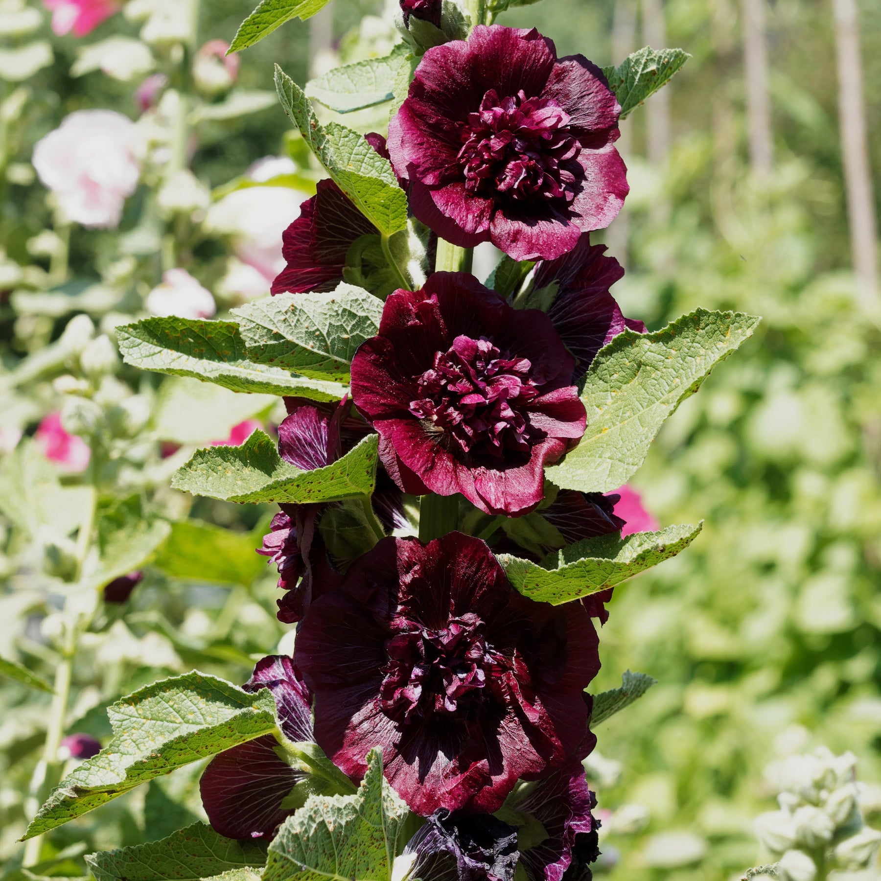 3 Roses trémière double Brun châtaigne - Alcea rosea chaters double group chesnut-brown - Plantes