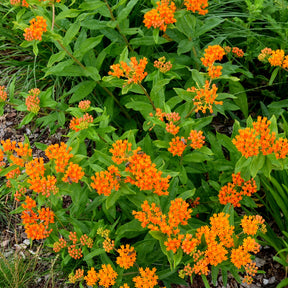 Asclépiade tubéreuse - Asclepia tuberosa - Plantes vivaces