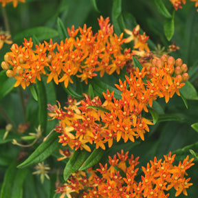 Asclépiade tubéreuse - Asclepia tuberosa - Fleurs vivaces