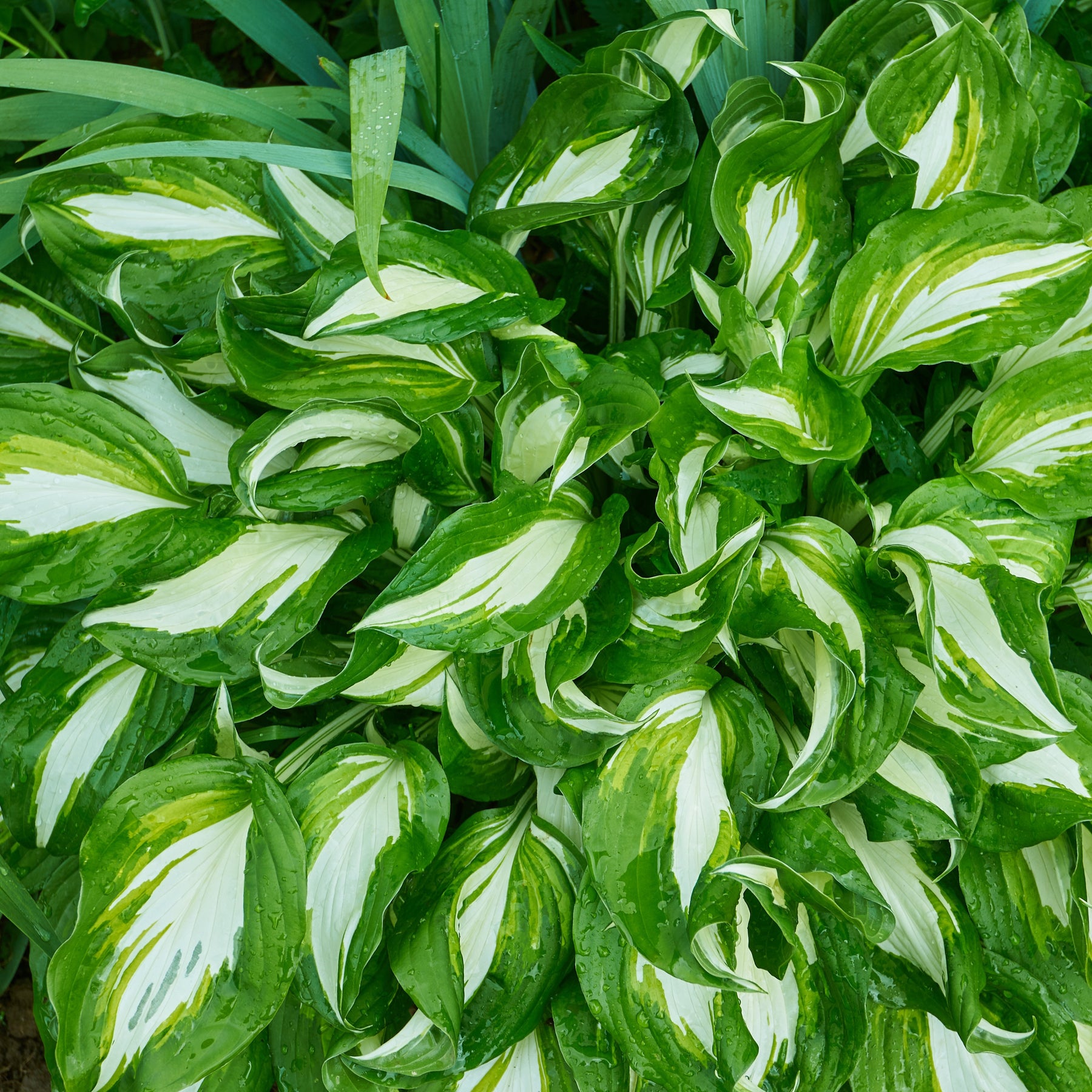 Hosta à feuilles ondulées Mediovariegata - Willemse