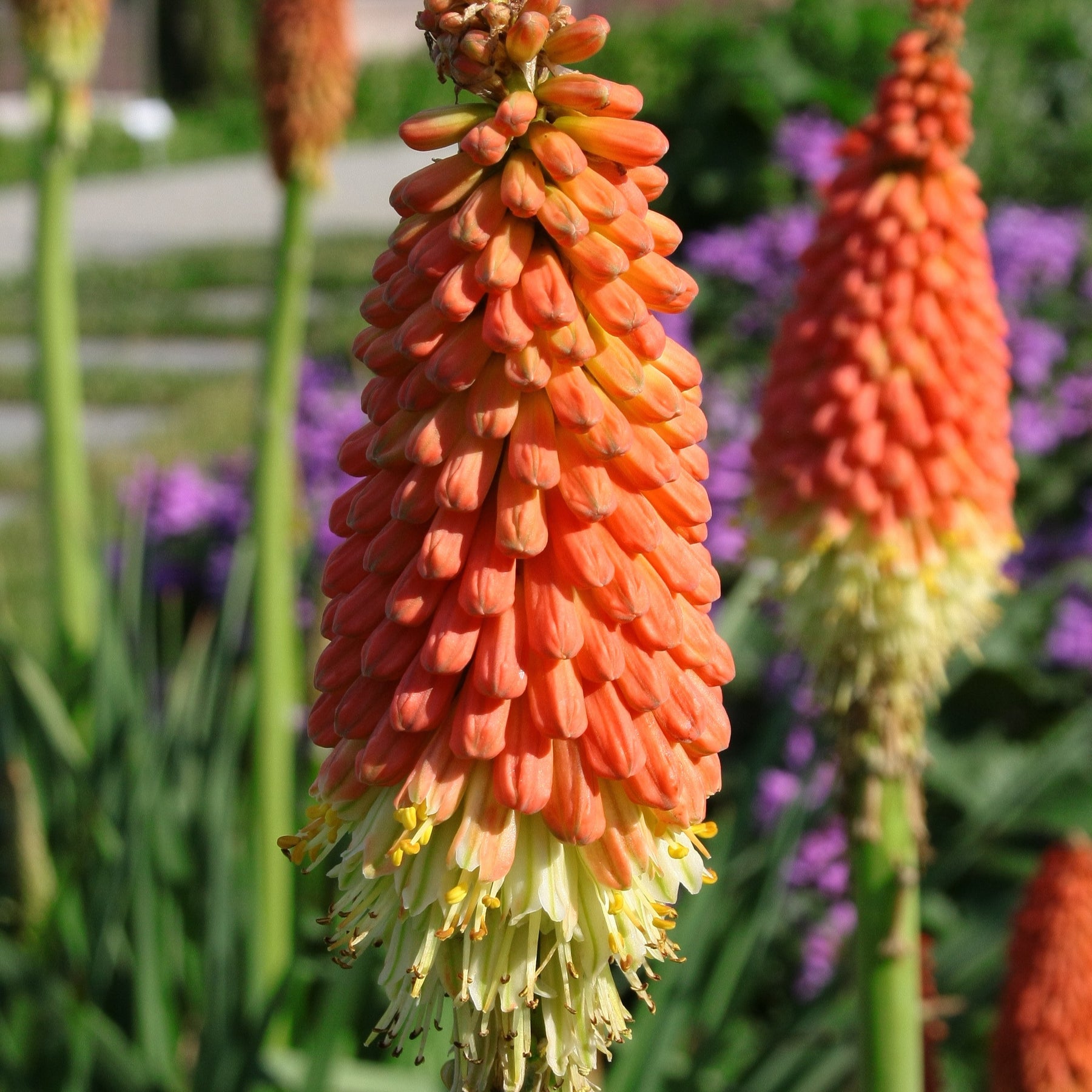 Tritoma Alcazar - Kniphofia 'alcazar' - Willemse