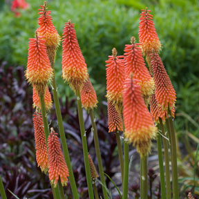 Kniphofia 'alcazar' - Tritoma Alcazar - Kniphofia