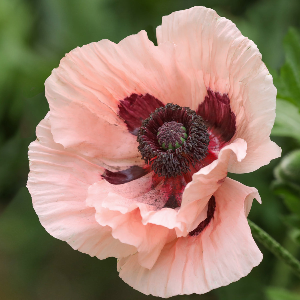 Pavot d'Orient Mrs Perry - Papaver orientale mrs perry - Plantes