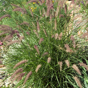 Herbe aux écouvillons d'Orient - Pennisetum - Pennisetum orientale - Plantes vivaces