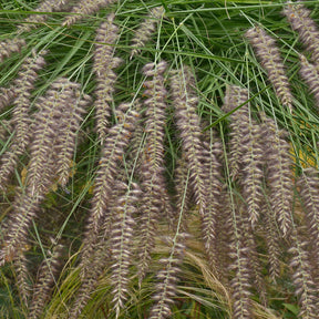 Herbe aux écouvillons d'Orient - Pennisetum - Pennisetum orientale - Graminées