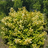 Seringat doré - Philadelphus - Philadelphus corononarius aureus - Plantes