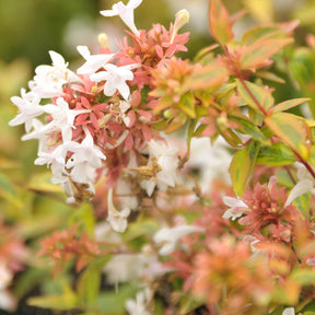 Abélia grandiflora Kaleidoscope® - Abelia grandiflora 'kaleidoscope' (r) - Arbustes