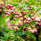 Andromède campanulée - Enkianthus campanulatus red bells - Plantes