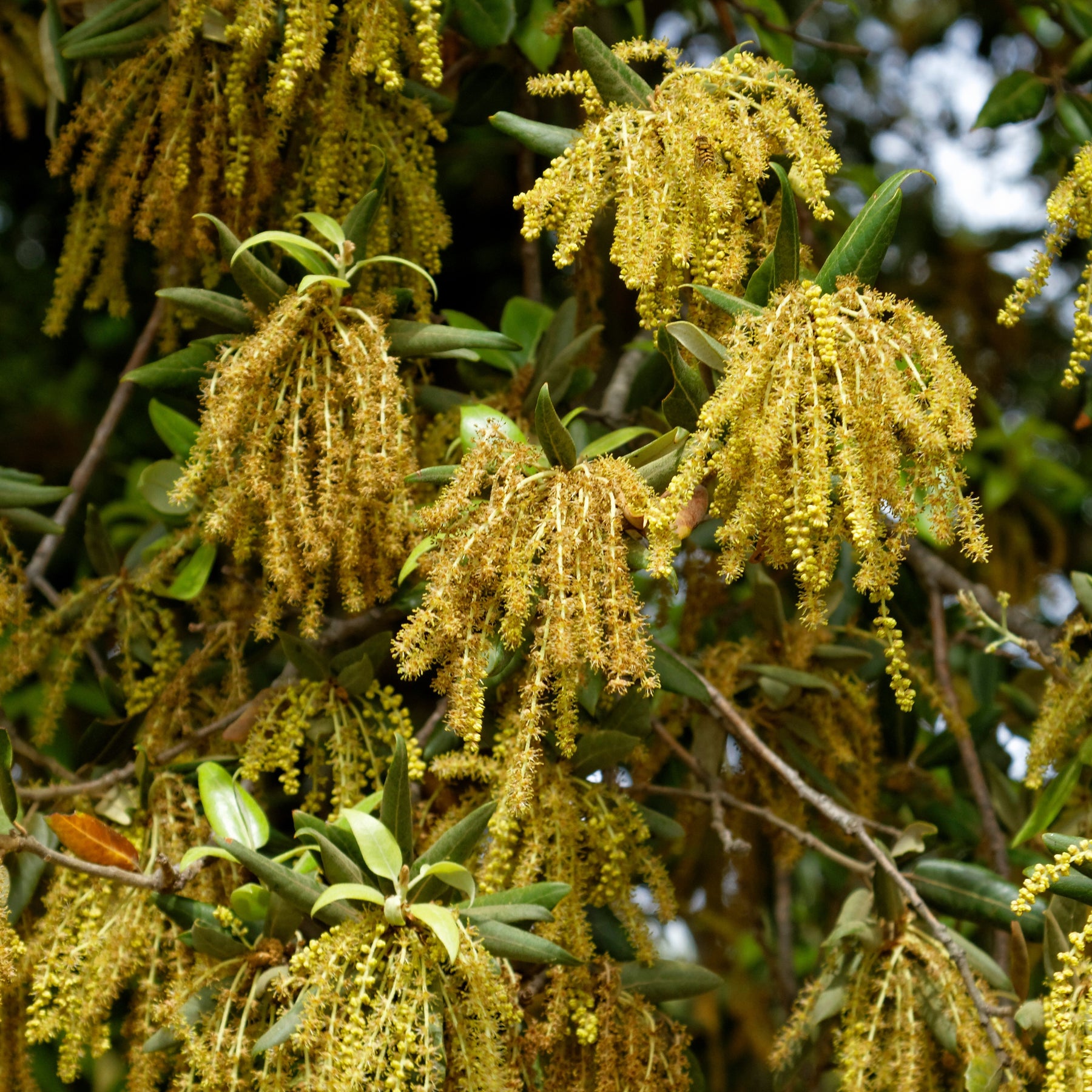 Arbres persistants - Chêne vert - Quercus ilex