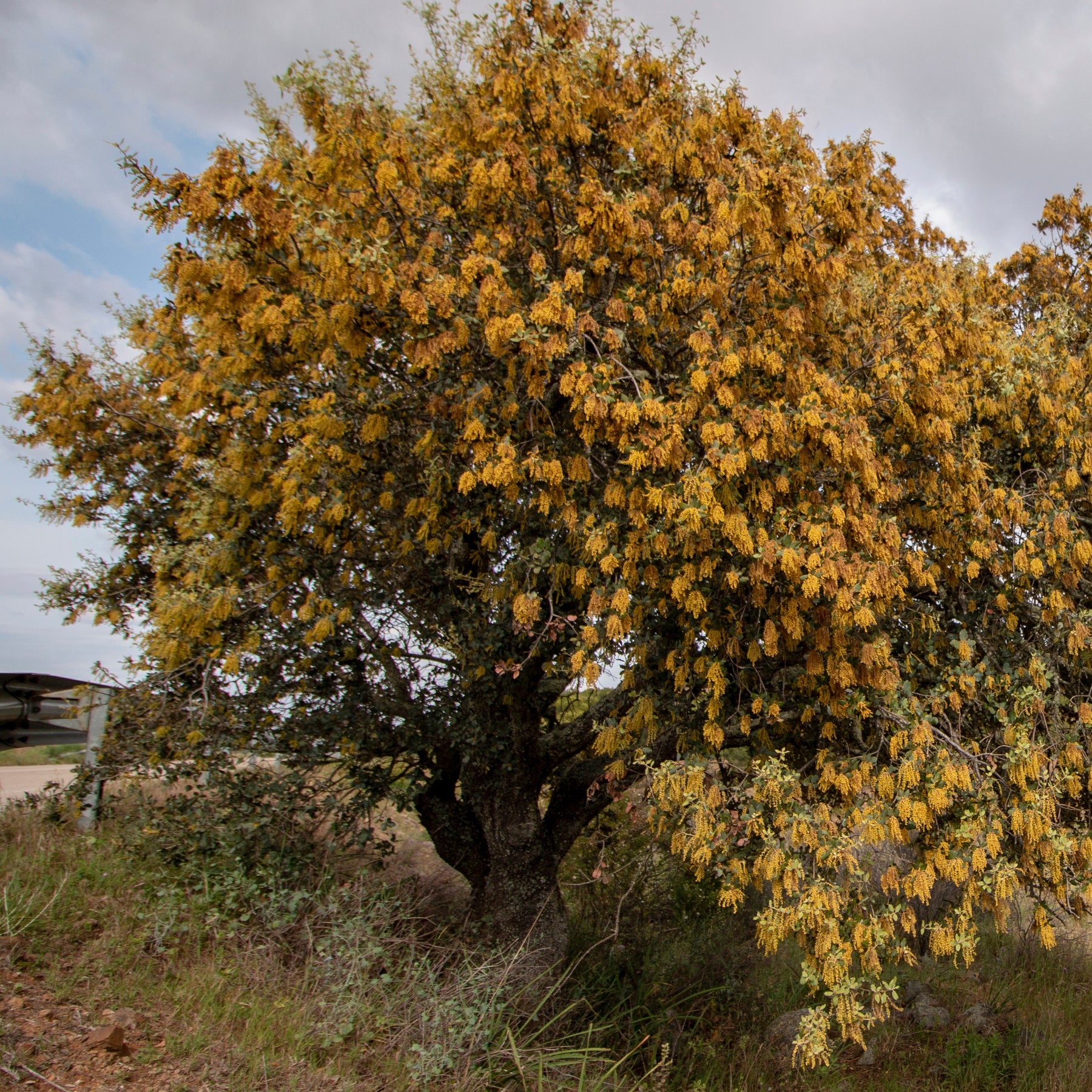 Vente Chêne vert - Quercus ilex