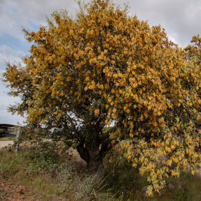 Chêne vert - Quercus ilex