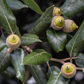 Chêne vert - Quercus ilex