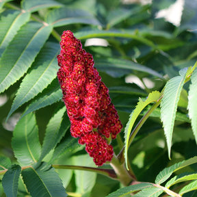 Sumac de Virginie - Rhus typhina